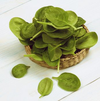 Arrangement of Small Raw Spinach Leafs in Wicker Plate closeup on Light Blue Wooden background. Retro Styled