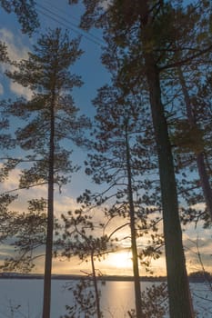 Winter sunset with pine trees over a frozen lake