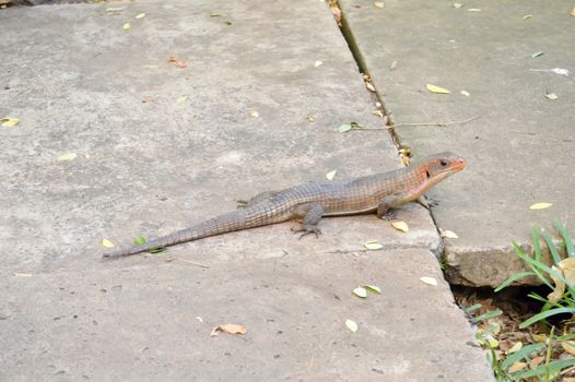 Lizard posing on a wall at the top of the savannah of Tsavo East in Kenya