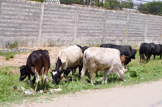 Herd of cows grazing along the Mombasa road towards Nairobi in Kenya