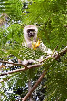 Monkey vervet on a tree eating a mango in a park in Mombasa, Kenya