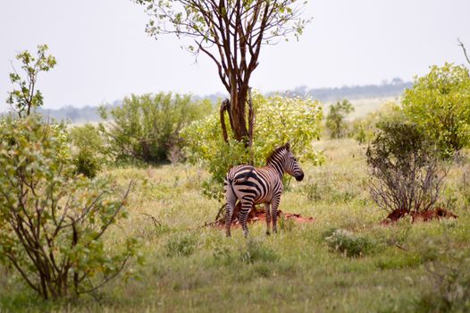 Zebra lying in the savanna of Tsavo West Park in Kenya