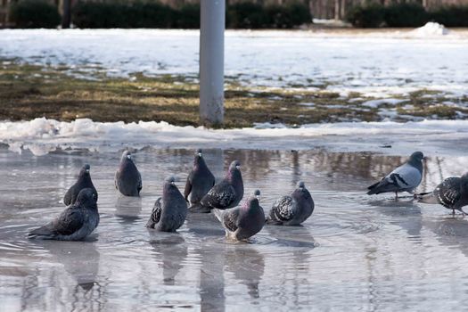 grey birds pigeons bathing in a puddle in the spring on the road
