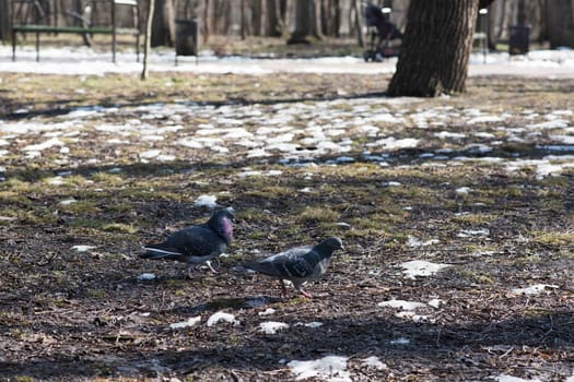 Pigeon on railings in the park. Amazing birds. Spring nature with bird.