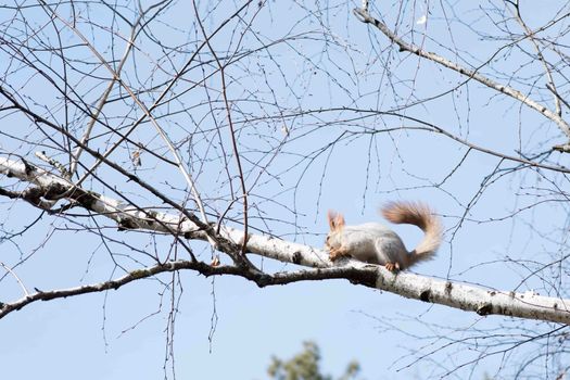 Squirrel hanging on a tree