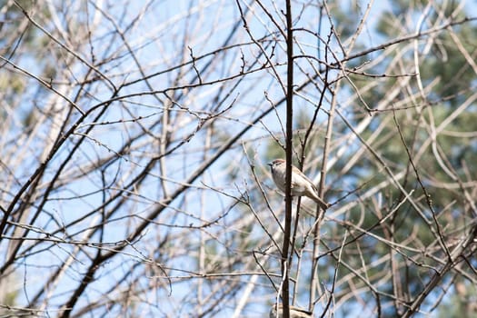 Birds in wildlife. View of beautiful bird which sits on a branch under sunlight landscape. Sunny, amazing, sparrow image.