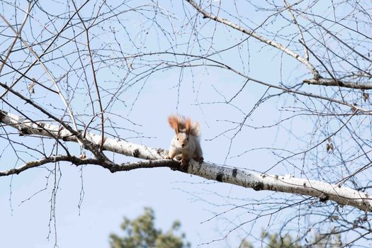 Squirrel hanging on a tree