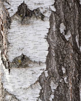 Texture of birch bark, background