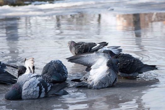 grey birds pigeons bathing in a puddle in the spring on the road