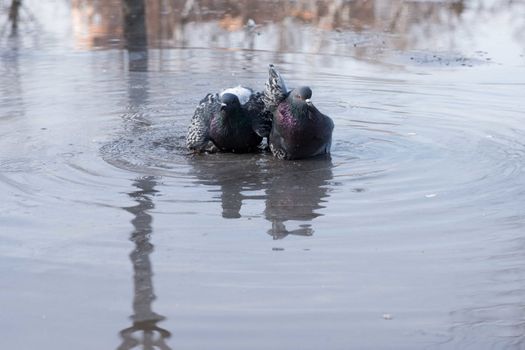 grey birds pigeons bathing in a puddle in the spring on the road