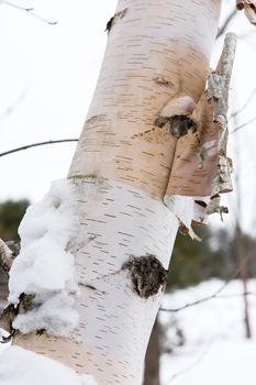 The bark of birch in a cold winter feeding hares