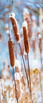 Photo of reeds, which are under the first fallen snow