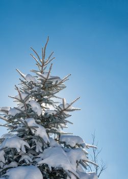 Young green Christmas Tree covered with snow, on a background of blue sky