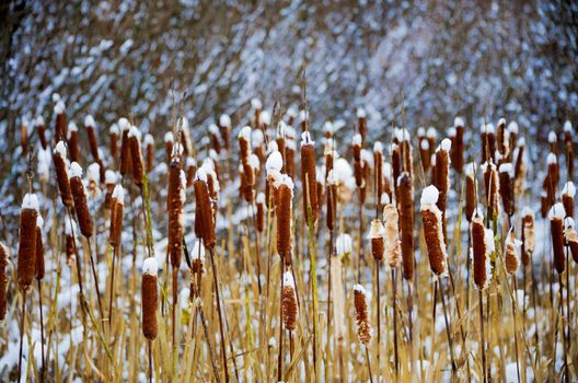 Photo of reeds, which are under the first fallen snow