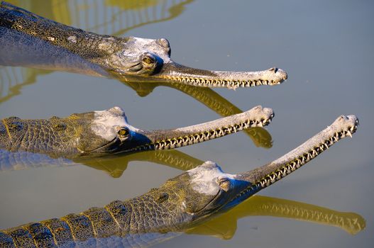 Three long-nosed crocodile swimming in safari before feeding to the point of feeding