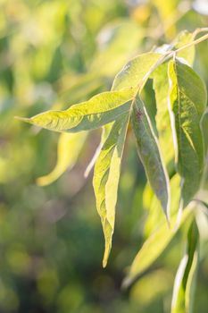 Green spring or summer leaves in sunlight