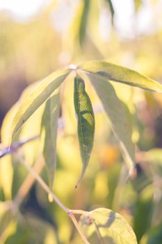 Green spring or summer leaves in sunlight