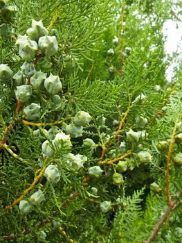 thuja green flowers, close-up of the flowers of this plant