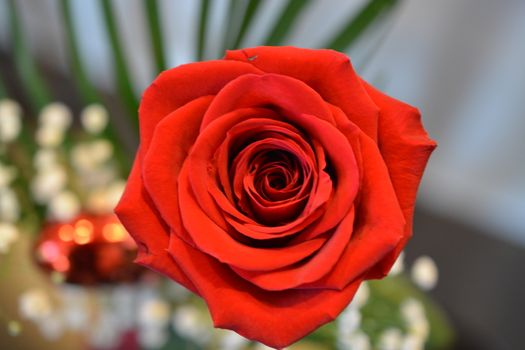 A red rose shown close up. 