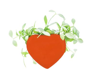 Green plants in red heart pot isolated on white background