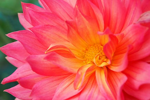 Close Up Red Flower and Green Leaves