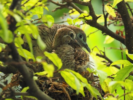 Close Up Of Two Birds, Baby Bird With Mother Portrait In Bird's Nest