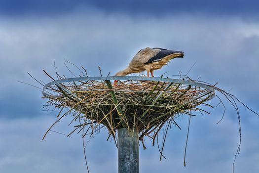 Two storks on the nest at the  nest building