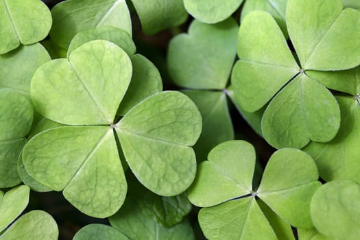 Leaves of common wood sorrel - Oxalis acetosella .