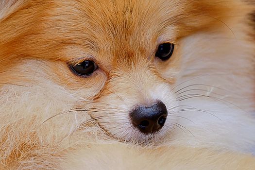 Close Up Pomeranian Dog