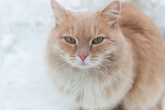 Portrait of a red frozen street cat. Cat in the snow against the backdrop of snowflakes. The concept of the problem of stray animals.