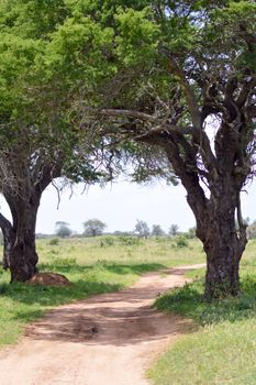 Red earth trail in Tsavo West Park border of two trees in Kenya in Africa