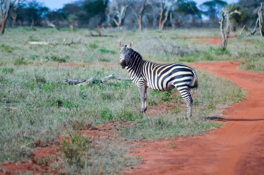 Zebra lying in the savanna of Tsavo West Park in Kenya