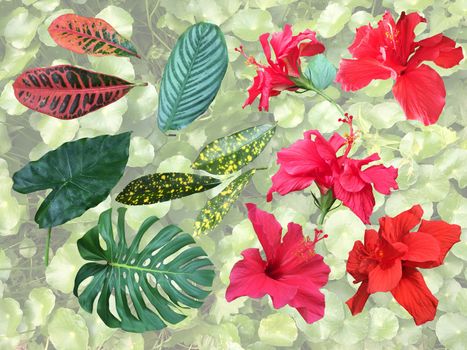 Set of tropical plant elements - flowers and leaves. Collection On a white background for your design.