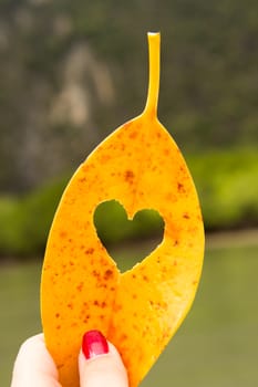 beautiful heart yellow leaf, mango love in Thailand