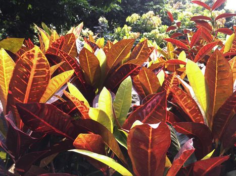 Colorful bush leaves with multi color, green, red and pink in the garden. Background at sunshine time