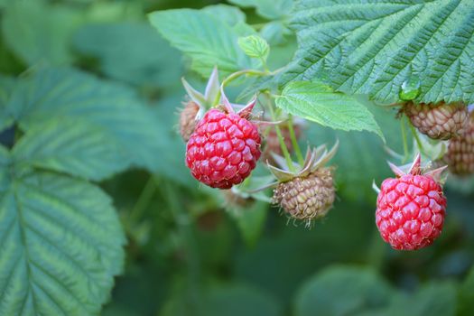 Ripe raspberries on a branch, green background, selective focus