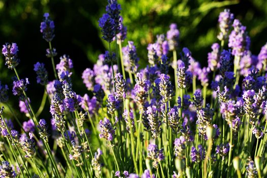 Beautiful Violet Flowers.little summer flower. Flowers In The Garden At Springtime. little purple flower. little summer flower