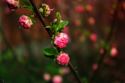 branch with little pink flowers twig shrub with small pink flowers flowers in the garden at springtime