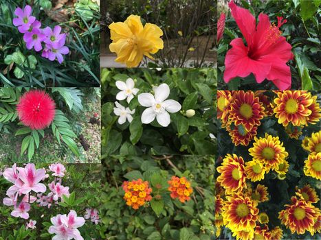  Collage of Beautiful variety of colorful flowers and plants as background