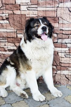 Caucasian Shepherd, a large guard dog. Fluffy Caucasian shepherd dog 