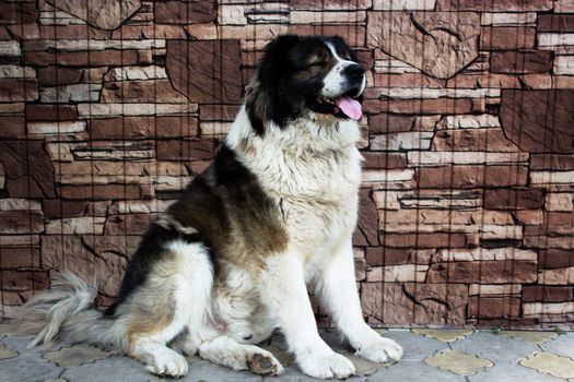 Caucasian Shepherd, a large guard dog. Fluffy Caucasian shepherd dog 