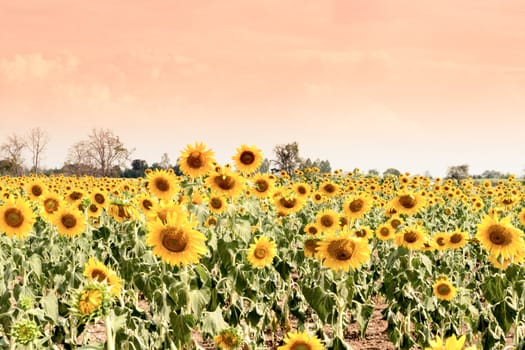 Summer sunflower field. Field of sunflowers with blue sky. A sunflower field at sunset.