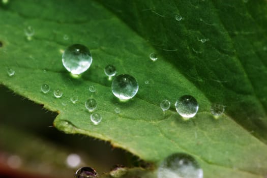 background of dew drops on bright green leaf. green leaf with dew drops closeup. Nature Background