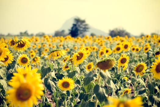 Summer sunflower field. Field of sunflowers with blue sky. A sunflower field at sunset.