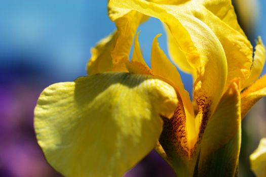 yellow spring flowers in a garden. iris flower