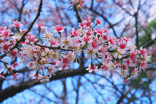 Beautiful Wild Himalayan Cherry blossom in north of Thailand