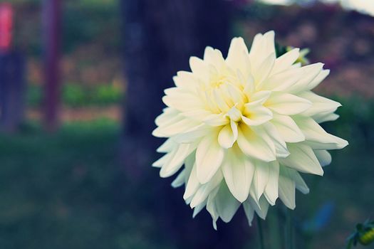 Close Up White Flower with Green Leaves