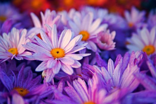 Close Up Purple flower  with Green Leaves