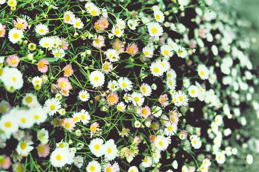 colorful daisies flowers with green leaves