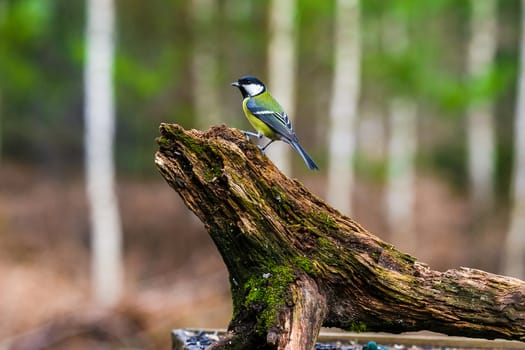 Blue Tit Bird sitting on a stump in a spring forest